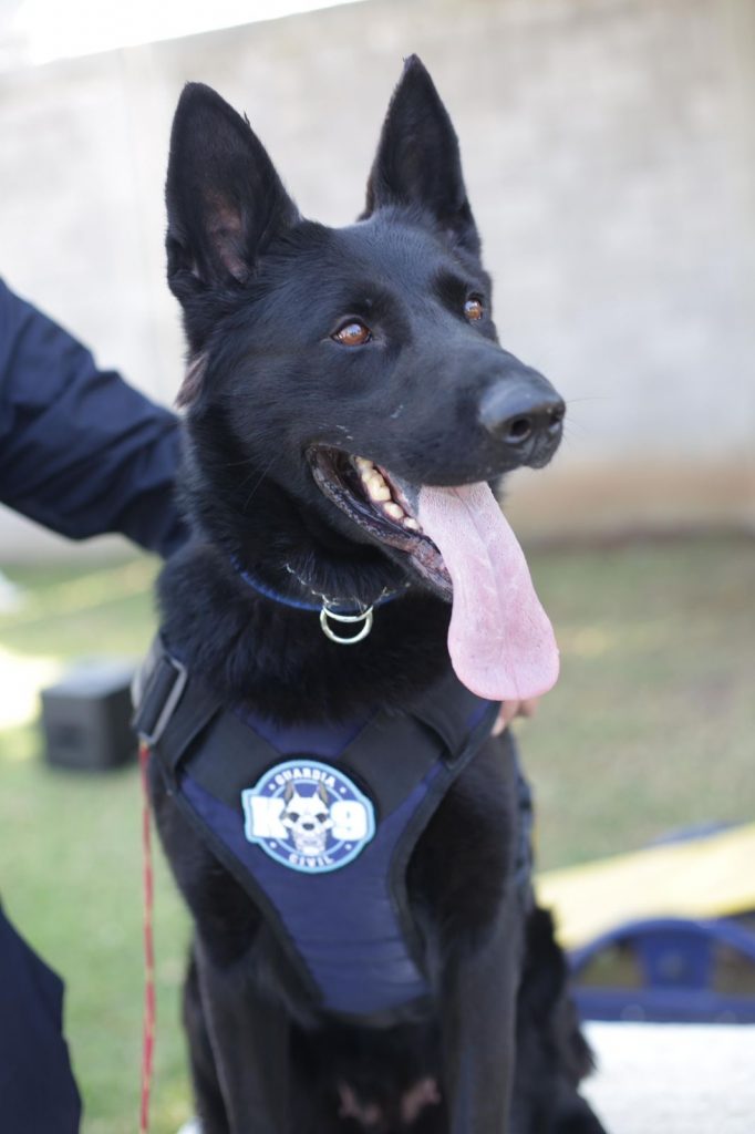 Chantal y Billie, las nuevas agentes caninas de la Guardia Civil 2 0c867ddf da1c 4bb9 9b25 ed98c4734b08