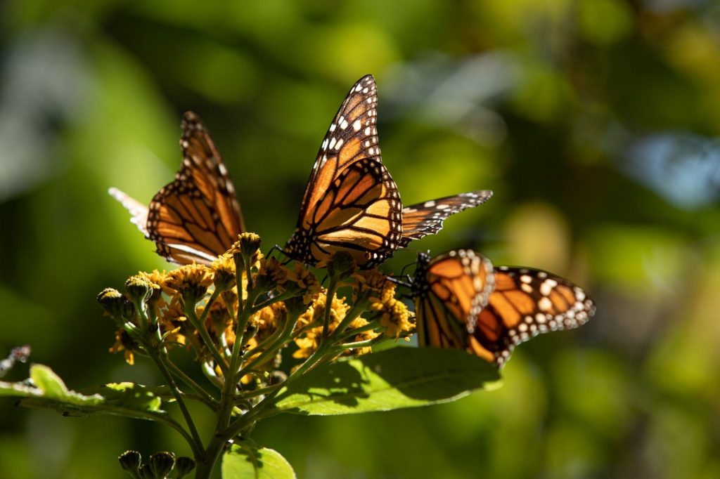 Llegan las Mariposas Monarca a Michoacán; acompañarán la Noche de Muertos. 1 2a3f8dc3 2e2c 4353 8e6a 12425e57bc73