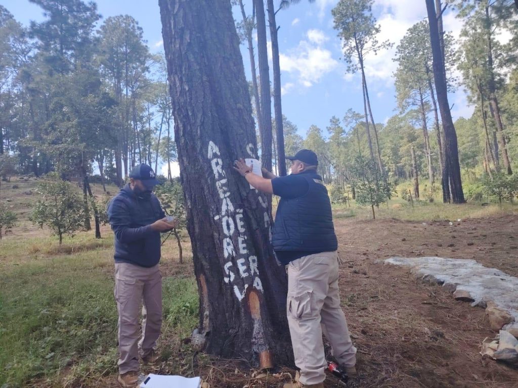 Cumplimenta FGE orden de cateo y asegura predio relacionado en delitos contra el ambiente; se detectó plantación de aguacate 1 5a14fe55 0328 4b6b bf31 f16248404ecb