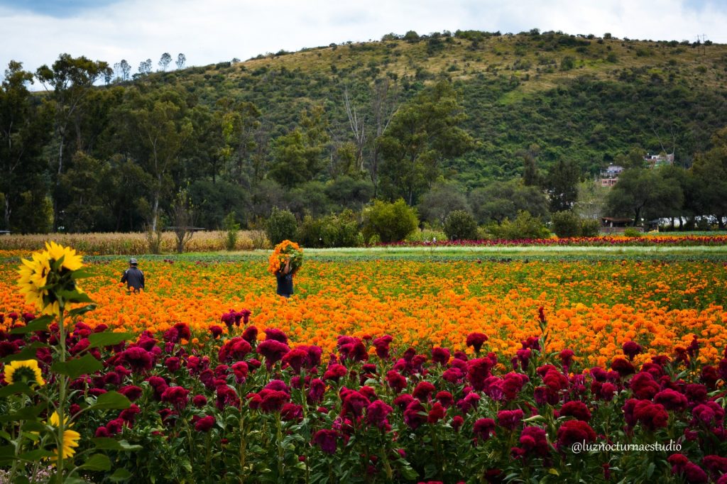 Michoacán se prepara para la Ruta de las Flores 2 79b286ff bb6d 485d b047 91c00564f5fe