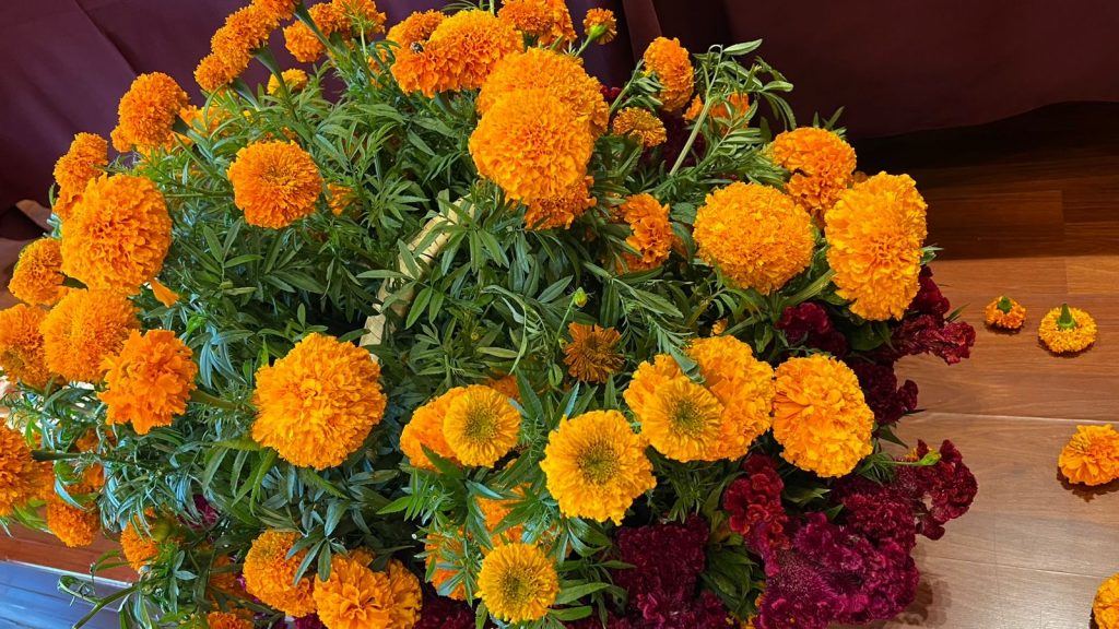 Mas de 15 millones de pesos se perdieron en flor de cempasúchil por las tormentas tropicales 2 85bb0ba4 371c 4a0e bc92 eb42c5d96351