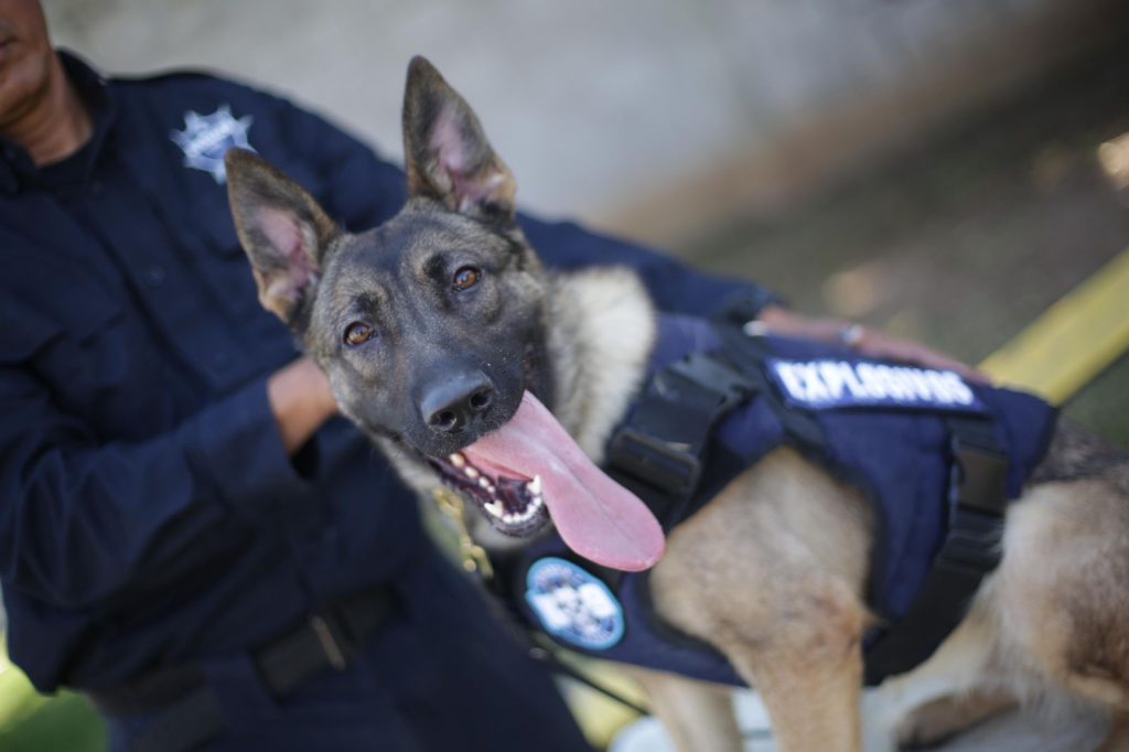 Chantal y Billie, las nuevas agentes caninas de la Guardia Civil 1 9f8bee47 215f 4748 b4dd 6ac9d007afd9