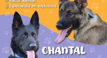 Chantal y Billie, las nuevas agentes caninas de la Guardia Civil