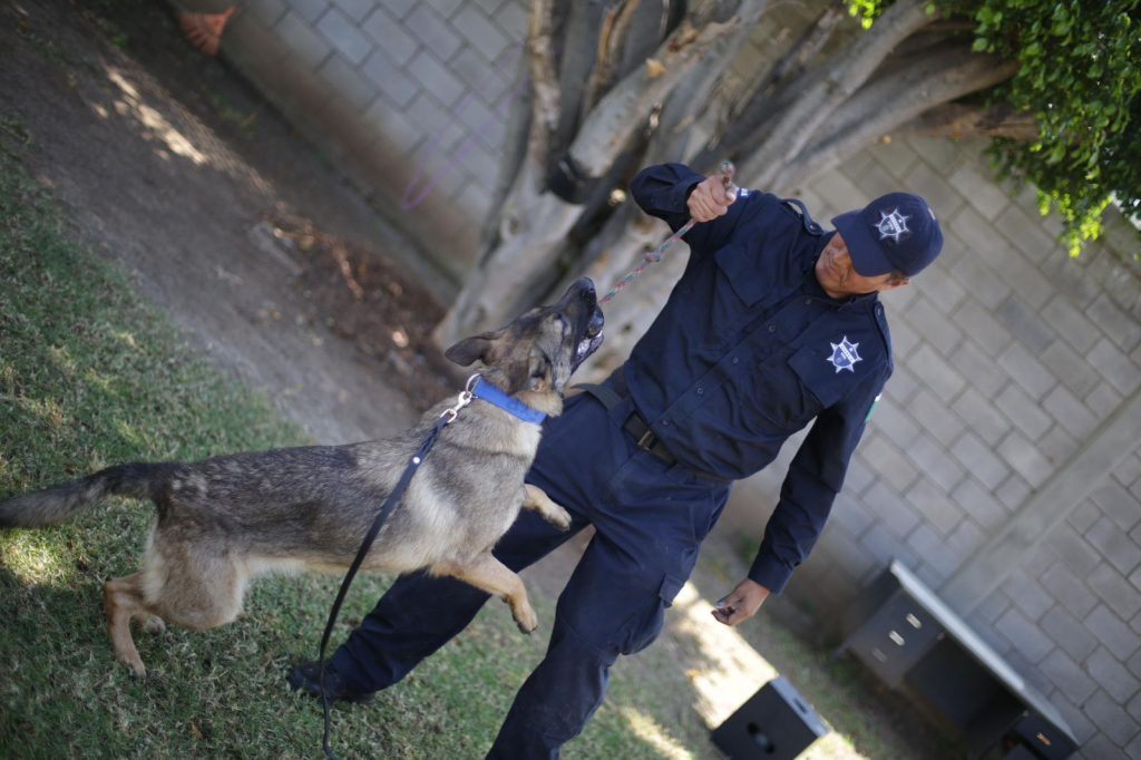 Chantal y Billie, las nuevas agentes caninas de la Guardia Civil 3 df72040b 8e65 4839 ba75 e566999af44d