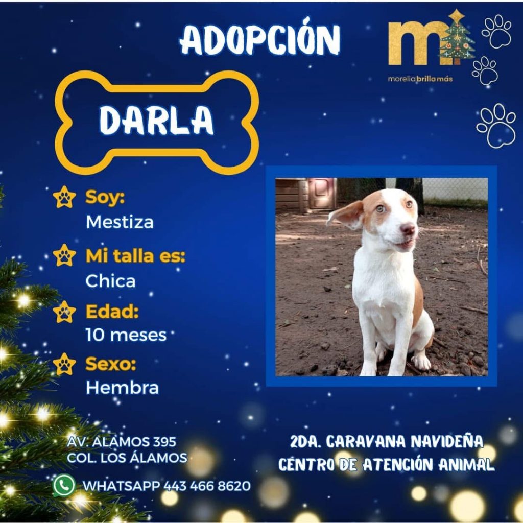 Más de 50 peludos buscan un hogar este domingo en la Caravana Navideña por la Adopción 1 IMG 5844