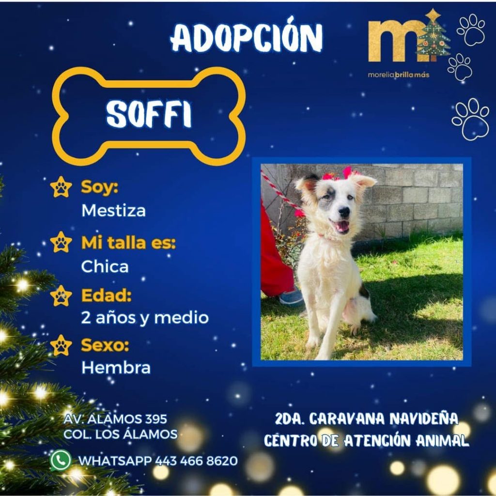 Más de 50 peludos buscan un hogar este domingo en la Caravana Navideña por la Adopción 3 IMG 5845