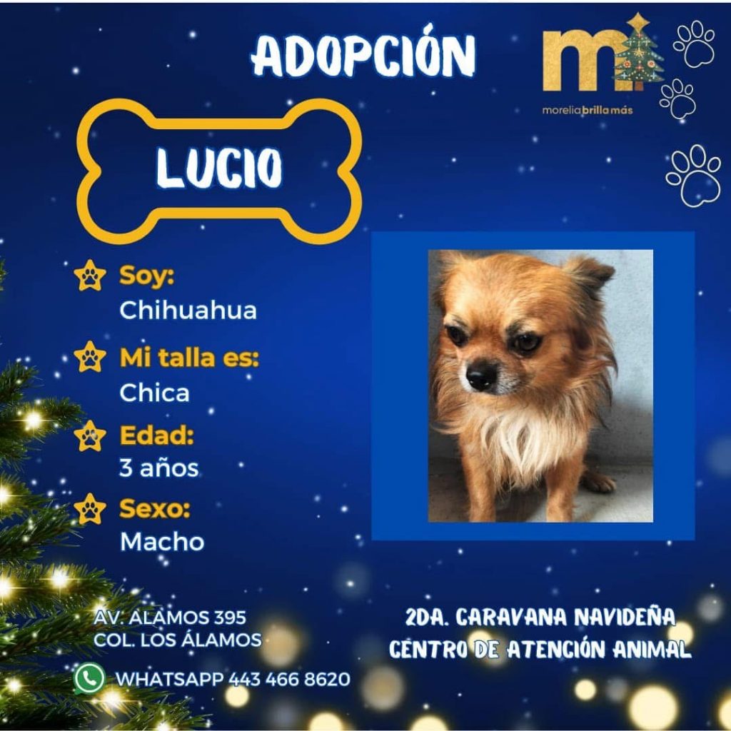 Más de 50 peludos buscan un hogar este domingo en la Caravana Navideña por la Adopción 2 IMG 5847