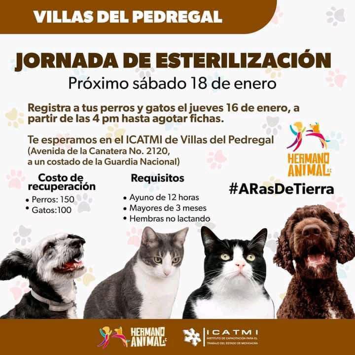 Hoy habrá feria de esterilización de perros y gatos en Villas del Pedregal, totalmente gratis 1 IMG 0290