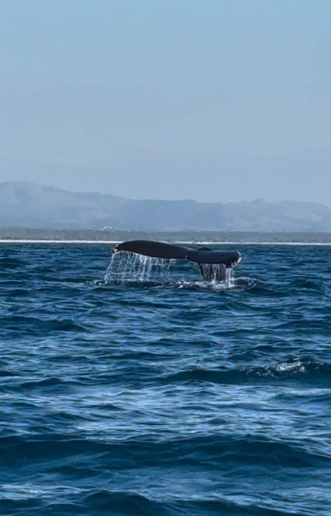 Ballenas cautivan durante su paso por las playas michoacanas 1 IMG 0583