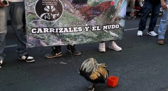 Se manifestaron gallero y taurinas en Morelia pafa exigir libertad en sus tradiciones
