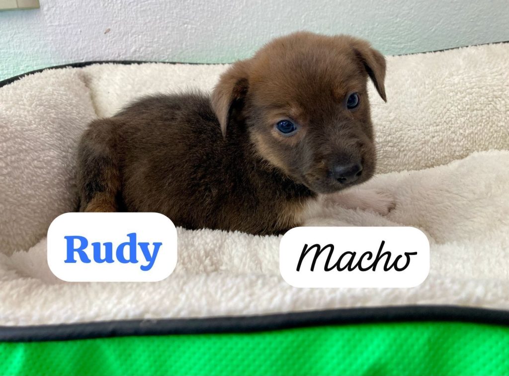 Peludos en busca de un hogar lleno de amor, este sábado Feria de Adopción 3 2df1425d b1d2 4347 9c53 a9f6a97a43c4