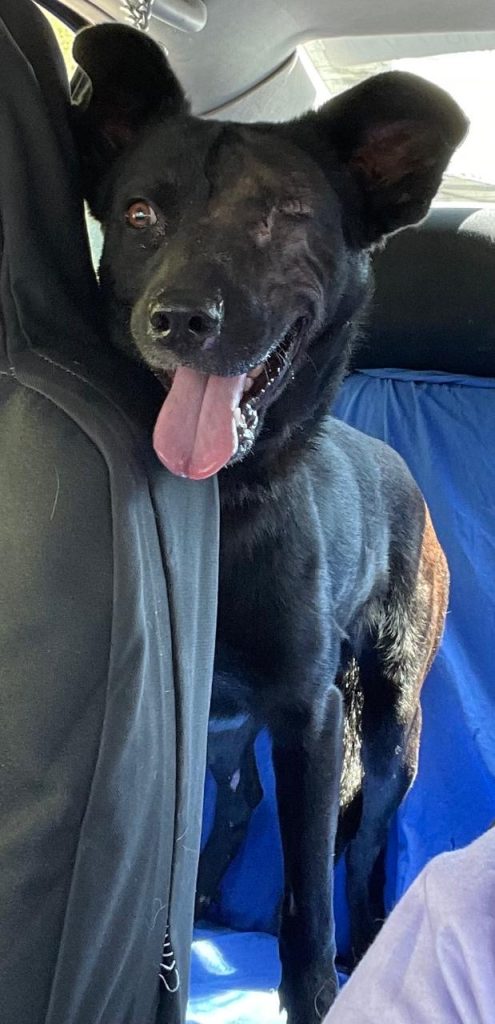 Peludos en busca de un hogar lleno de amor, este sábado Feria de Adopción 4 32fe5293 dd36 41ad bb25 a2d068c8a3ab