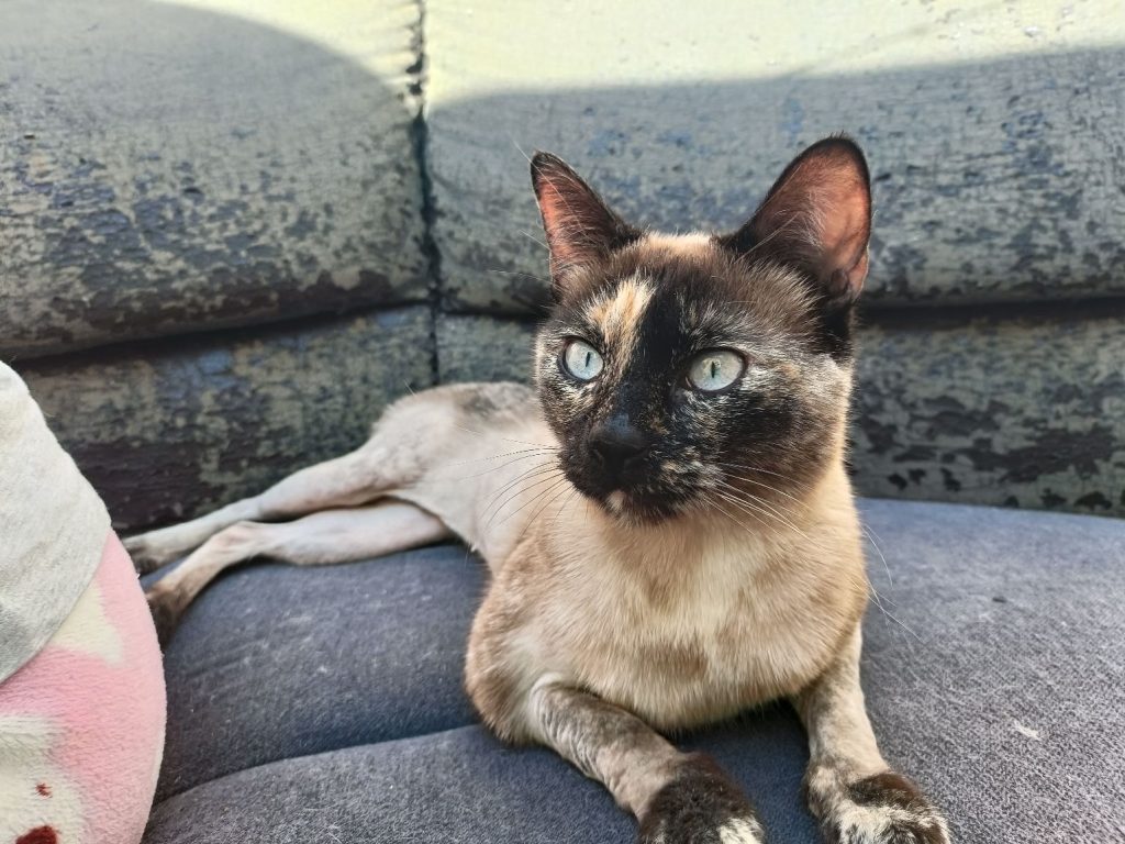 Peludos en busca de un hogar lleno de amor, este sábado Feria de Adopción 1 45521cbc 1ed6 4203 bf44 ab7f1312cd9a