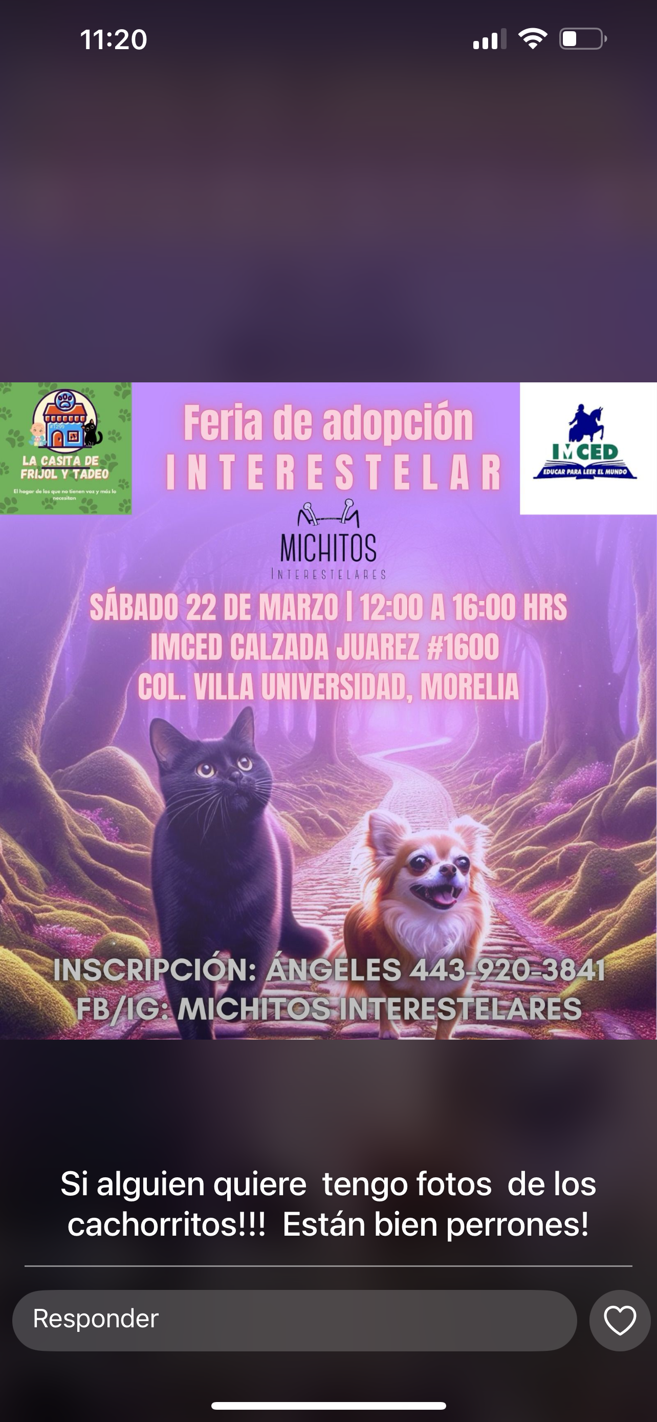 Peludos en busca de un hogar lleno de amor, este sábado Feria de Adopción