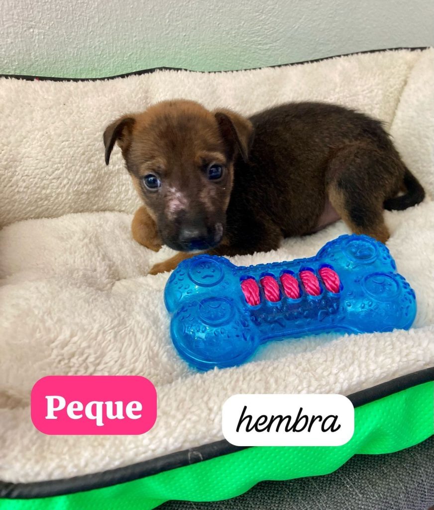 Peludos en busca de un hogar lleno de amor, este sábado Feria de Adopción 2 e3d4f552 050e 4eae a018 5184dc46043e