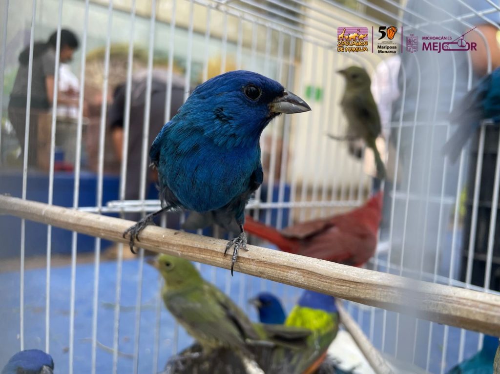 Zoológico de Morelia resguarda especies tras decomiso en tianguis de Morelia 1 183a20d7 ee01 40ef a8d0 6f07ee84fcba