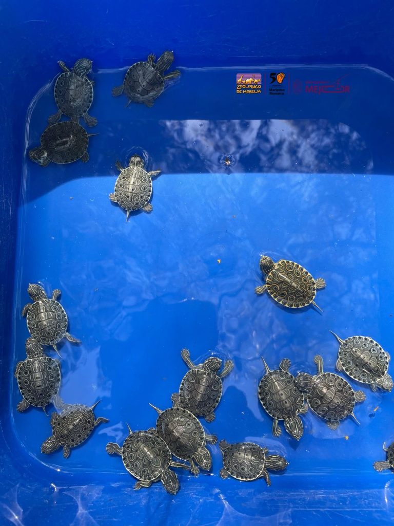 Zoológico de Morelia resguarda especies tras decomiso en tianguis de Morelia 6 1d7a36b0 cb1c 4302 a967 6c9aaadf33ca