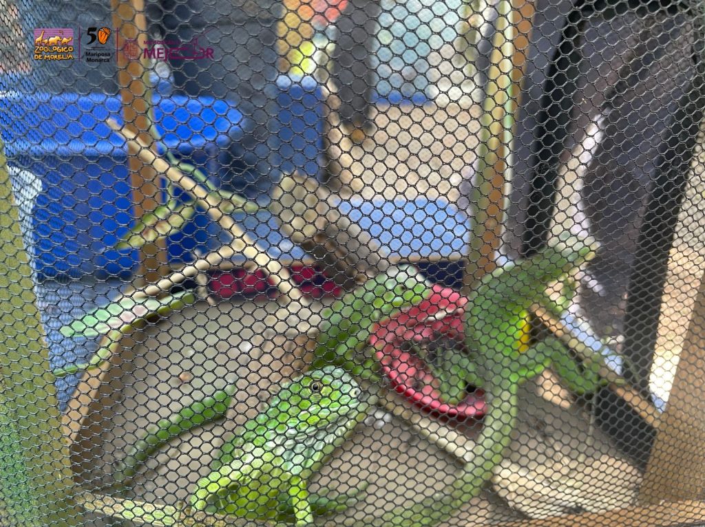 Zoológico de Morelia resguarda especies tras decomiso en tianguis de Morelia 3 5ebd9e13 4f2b 405c 9621 fb507f3db6d3