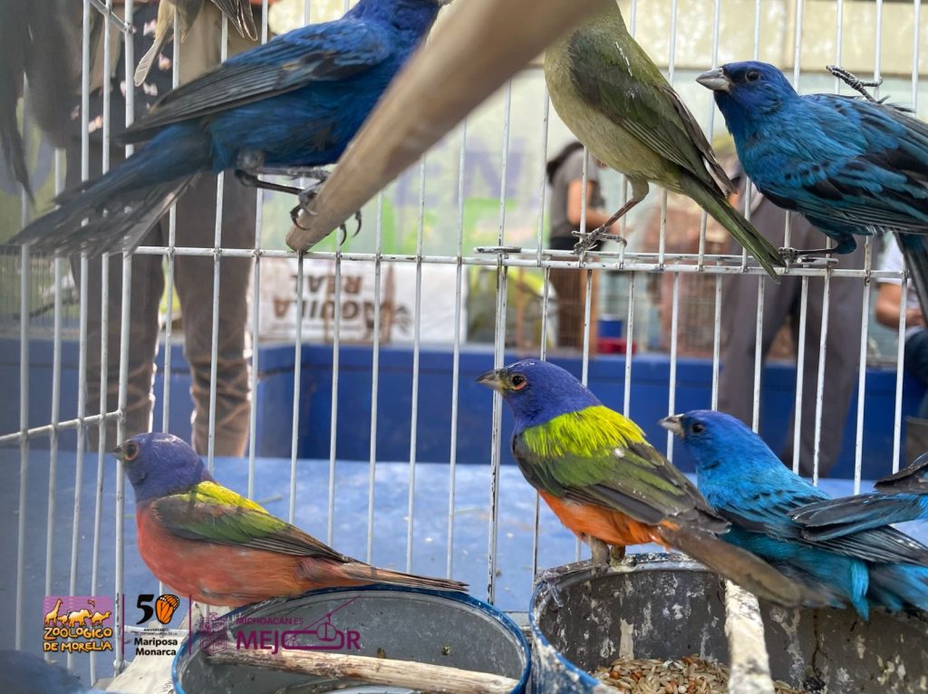 Zoológico de Morelia resguarda especies tras decomiso en tianguis de Morelia 4 6dbc5ab3 355f 41d0 b92e 3cd9a2faaea4