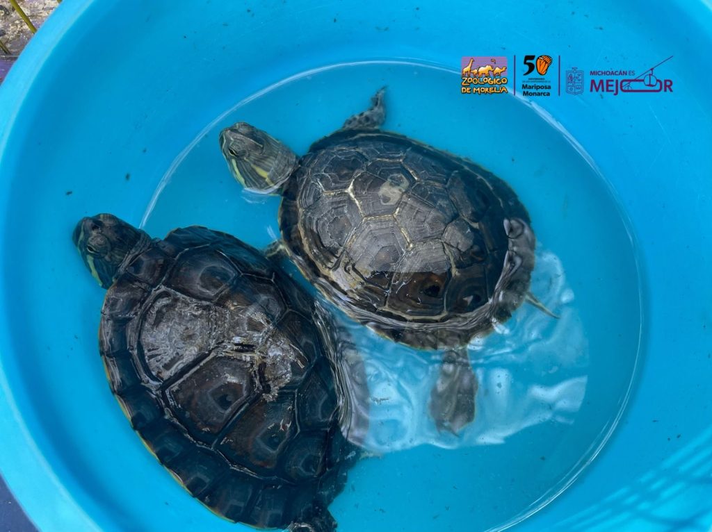 Zoológico de Morelia resguarda especies tras decomiso en tianguis de Morelia 5 7abcbeff 7555 4798 b6bd 7cf4c165d7fe