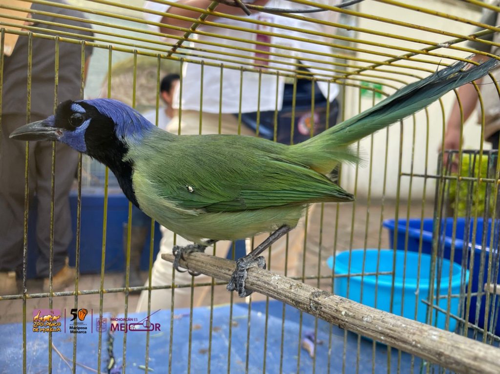 Zoológico de Morelia resguarda especies tras decomiso en tianguis de Morelia 2 7fef18c0 d352 4bee 8a09 4a4601b31aab