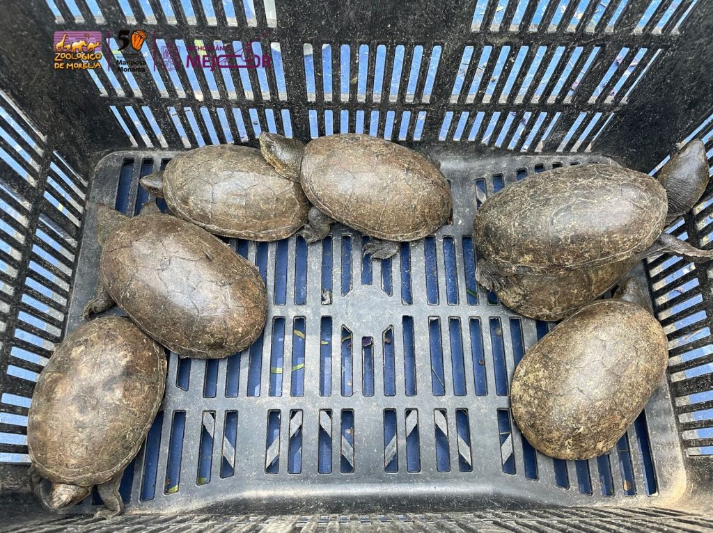 Zoológico de Morelia resguarda especies tras decomiso en tianguis de Morelia 7 d351b5cc c39e 478d 8d72 ff2db9bdd5e4