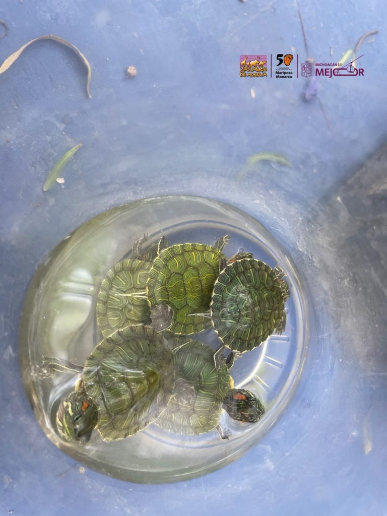Zoológico de Morelia resguarda especies tras decomiso en tianguis de Morelia 8 d99c57dd 4b2a 41ba a37c 81c363642e9c