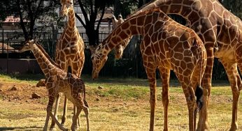 ¡Ya puedes visitar a la bebé jirafa del Zoológico de Morelia!