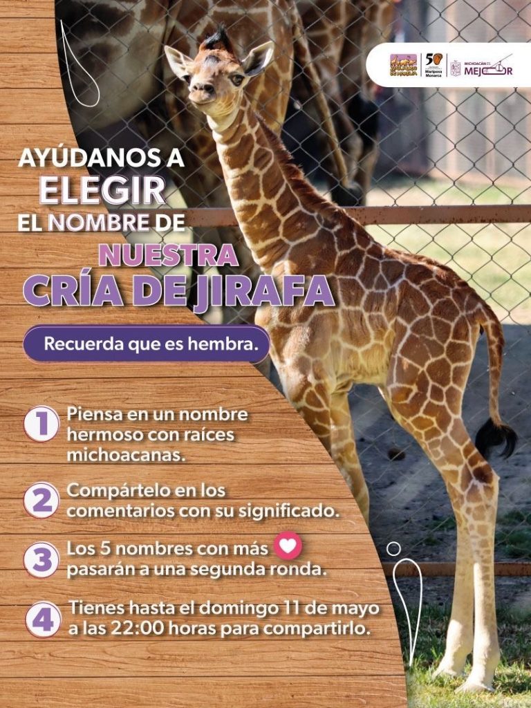 ¡Es momento de dejar tu huella! Ponle nombre a la nueva jirafita del Zoológico de Morelia 1 703c07b4 105a 4905 9c94 0ba79c71d1db