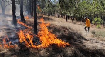 Brigadas forestales apagan 7 incendios: Cofom