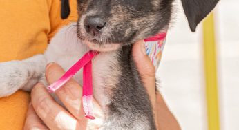 Este domingo, peludos buscan hogar en feria de adopción en el Parque 150