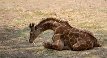 Se llama Kawi! La jirafa bebé del Zoológico de Morelia