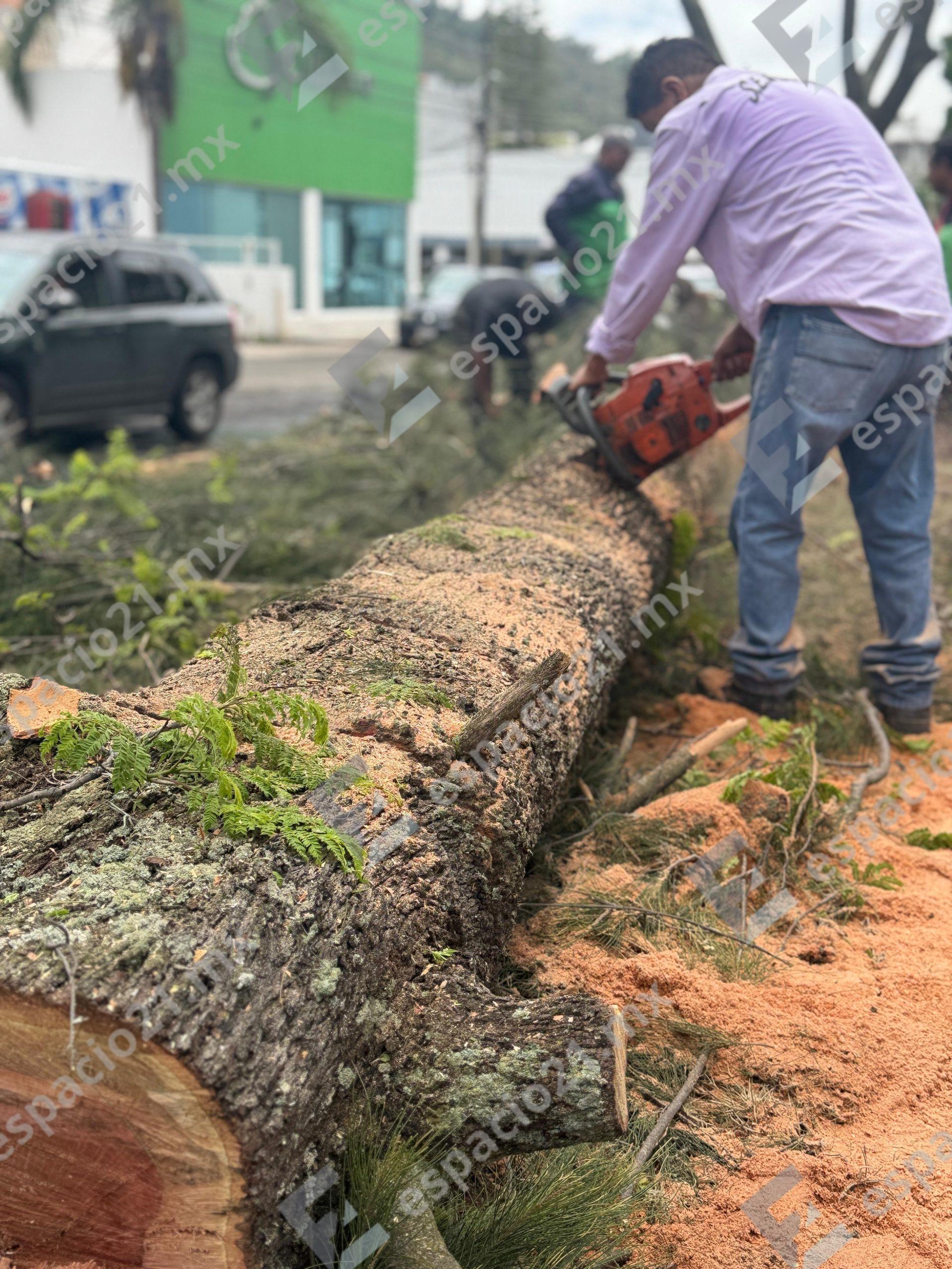 Retira Ayuntamiento de Morelia árboles caídos por lluvias