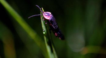 Disfruta la magia de las luciérnagas este verano en Michoacán: Sectur